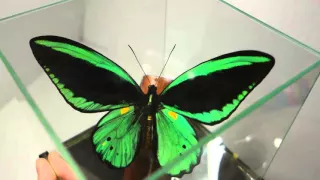 Птицекрылка Приам в кубе ( Орнитоптера) Настоящая бабочка Ornithoptera priamus