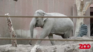 Chang møder hunelefanterne | Copenhagen Zoo