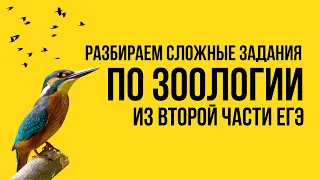 РАЗБИРАЕМ ЗАДАНИЯ ВТОРОЙ ЧАСТИ ПО ЗООЛОГИИ ПОЗВОНОЧНЫХ | ЕГЭ 2024 по биологии