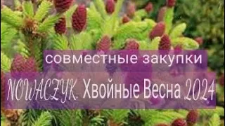 Где заказать хвойные растения на ВЕСНУ 24 года? Актуально для Москвы и Регионов/ Много интересного