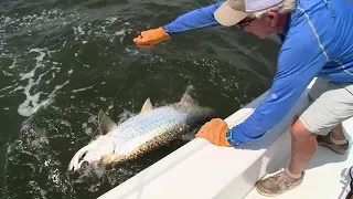 Lowcountry Silver Kings