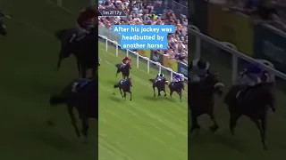 Horse wins race without jockey 😂 #horseracing #racingtv #shorts
