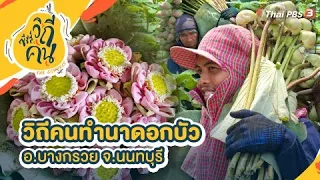 ทำนาดอกบัว อ.บางกรวย จ.นนทบุรี | ซีรีส์วิถีคน