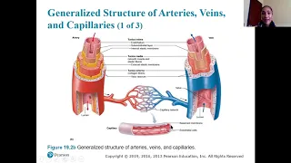 Chapter 19: Cardiovascular System, Blood Vessels - Part I