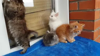 Сибирские котята(пушистые красавцы), Siberian kittens