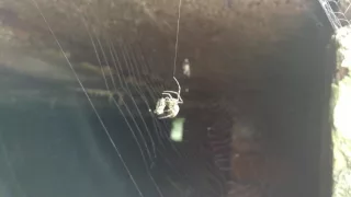 spider cocooning a fly