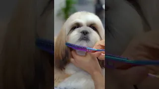 Shih tzu grooming teddy bear cut ✂️❤️🐶 sooo cute!!