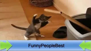 The collection of funny videos of last season (((( Boxers cats, silly cats ))))