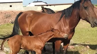 Horse video Лошадь жеребец