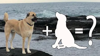 7 Anatolian Shepherd Mixes That You Never Know Existed