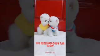 【Compilation】Dog Pet Puppy Pomeranian Grooming Teddy bear style ! dogs story! #short 49