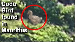 Living Dodo bird found in Mauritius (new video evidence)
