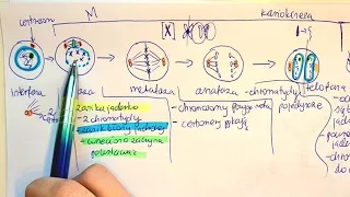 MITOZA I PODZIAŁY KOMÓRKOWE- 4c,2n, liczba chromosomów, -o co chodzi