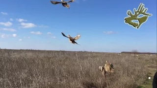 Супер охота на фазана / лучшие выстрелы