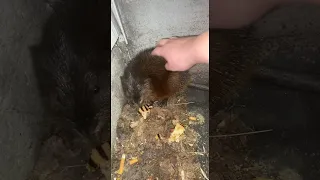 Woman Bitten While Trying to Befriend Giant Rat || ViralHog
