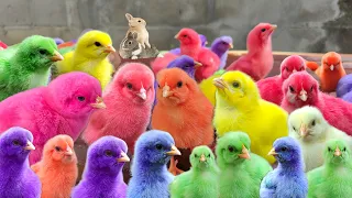 Catch Millions Of Colorful Feathered Chickens, Cute Chickens, Ducks, Rabbits, Turtle, Cute Animals