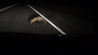 Fox at night in Lake Superior National Park