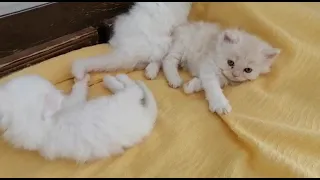 so many cute cat kittens videos compilation 2023