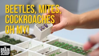 Beetles, Mites, Cockroaches Oh My! [Insect Collection Tour]