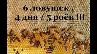 6 ЛОВУШЕК + 4 ДНЯ = 5 РОЁВ ? ЭТО РЕАЛЬНО ! Как поймать рой пчёл в лесу. | НАЕДИНЕ С ПРИРОДОЙ