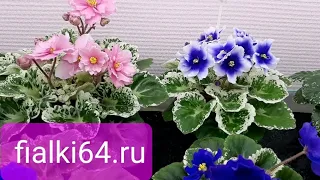 Р-Дурман и не только🌺