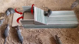 Experiment mouse/rat trap Using board and hole | DIY mouse/rat trap