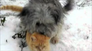 Любовь собаки и кота.wmv