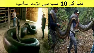 Top 10 Biggest Snakes In The World ||Versatile dani