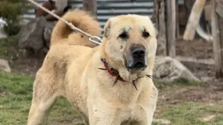 BEAR, PIG AND WOLF HUNTER KANGAL DOGS !!! ALL WITH VIDEO PROOF | ACTION-PACKED MOMENTS