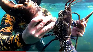Big Octopus Hunting Skills in the sea - Amazing Catch Giant Lobsters Underwater - Catching fish