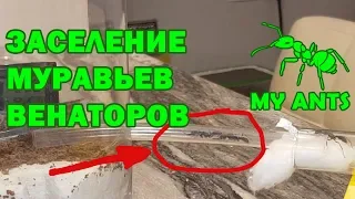 Заселение муравьев венаторов (Harpegnathos venator)