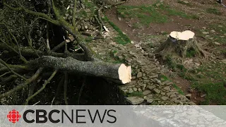 Teen arrested after British landmark tree 'deliberately felled'