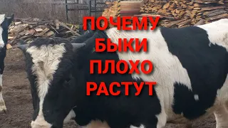 ПОЧЕМУ БЫКИ ПЛОХО РАСТУТ ? Why do bulls grow poorly. ВАЖНЫЕ ФАКТОРЫ.