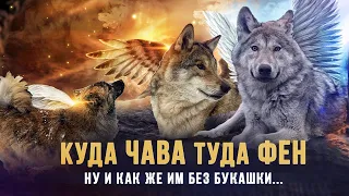 Куда ЧАВА, туда ФЕН.