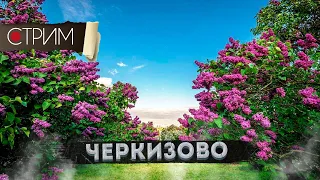 Черкизово, Сиреневый сад – СТРИМ