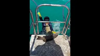 SHOCK VIDEO: Shark lunges at 8 yr old boy climbing back onboard a boat!