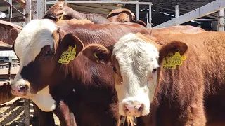 " RANCHO EL ALAMO"" BEEFMASTER Y HEREFORDLOS CREADORES DE GANADO DE REGISTRO "