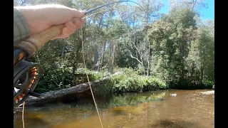 Dry fly on one of Tasmania's prettiest streams