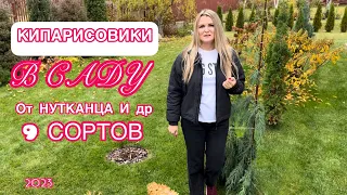 ХВОЙНАЯ КОЛЛЕКЦИЯ / Теплолюбивые КИПАРИСОВИКИ / нутканец Клипперт Ивонне Пигмея Кораллиформис и др