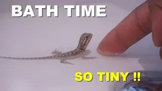 How To Give A Baby Bearded Dragon A Bath !! Tips On Bearded Dragon Care