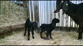 Дамасская Шами, козочка родила 2-х козляток.🐐👼👼❤