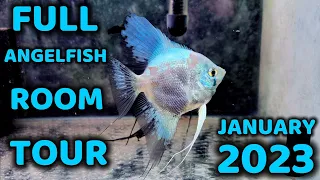 Angelfish Room Tour January 2023
