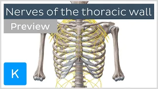 Nerves of the thoracic wall (preview) - Human Anatomy | Kenhub