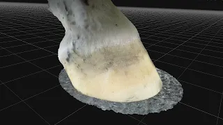 Photogrammetry 3D Horse Hoof Scan