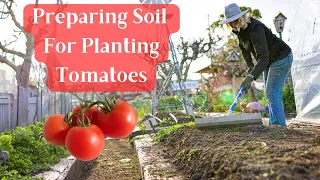 Garden Soil For Tomato Planting & Tips