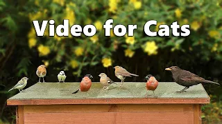 Cat TV : Garden Bird Extravaganza on The Hen House ~ 8 Hours ✅
