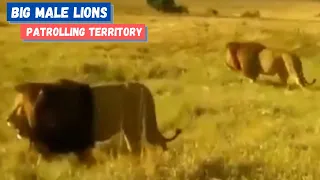 BIG MALE LIONS - Lion brothers Patrolling their Territory