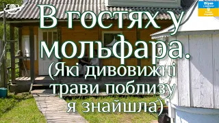 В гостях у мольфара. (Які дивовижні трави поблизу я знайшла)