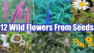 12  Perennial Wildflowers You Should Grow From Seeds. That is why!