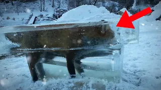 10 Unglaubliche eingefrorene Tiere!